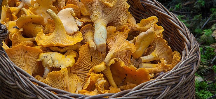 Yellow chanterelle mushrooms in a woven basket.